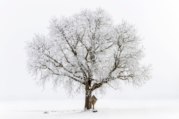 Fototapeta na wymiar Baum im Winter mit Rauhreif und Holzkreuz (2)