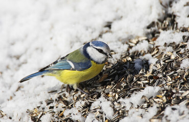 Blue Tit, Pimpelmees, Cyanistes caeruleus