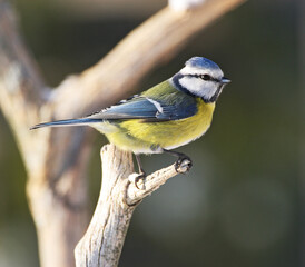 Blue Tit,  Cyanistes caeruleus