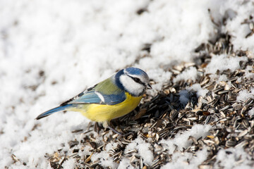 Pimpelmees, European Blue Tit, Cyanistes caeruleus