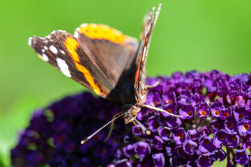 Red Admiral, Vanessa atalanta, butterflies on Buddleja flower or butterfly bush. High quality photo