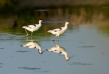 The pied avocet is a large black and white wader in the avocet and stilt family, Recurvirostridae