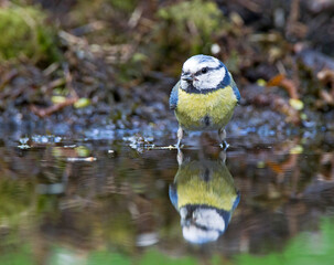 Pimpelmees, European Blue Tit, Cyanistes caeruleus