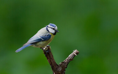 Pimpelmees, European Blue Tit, Cyanistes caeruleus