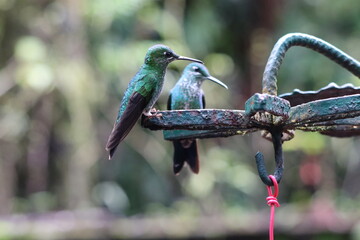 hummingbird on a branch