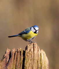 Pimpelmees, European Blue Tit, Cyanistes caeruleus