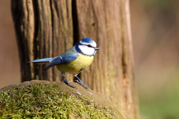 Pimpelmees, European Blue Tit, Cyanistes caeruleus