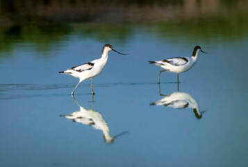 The pied avocet is a large black and white wader in the avocet and stilt family, Recurvirostridae