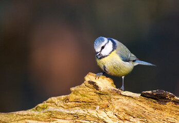 Pimpelmees, European Blue Tit, Cyanistes caeruleus