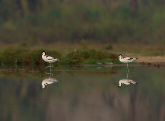 The pied avocet is a large black and white wader in the avocet and stilt family, Recurvirostridae