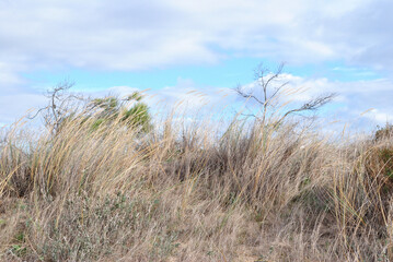Fototapeta premium Seaside Sand Dunes with Close Up of Dry Grasses and Cloudy Sky on Sunny Day 
