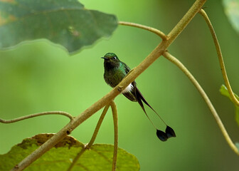 Booted Racket-tail, Vlagstaart-pluimbroekje, Ocreatus underwoodii