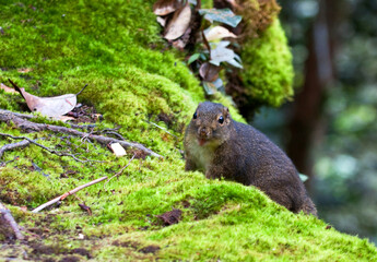 Bornean Mountain Ground Squirrel, Dremomys everetti