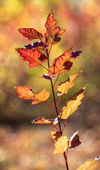 Autumn leaves on the sun. Fall blurred background.