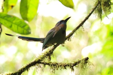 bird on a branch