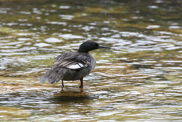 Braziliaanse Zaagbek, Brazilian Merganser, Mergus octosetaceus