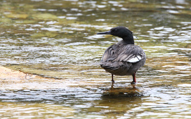 Brazilian Merganser, Mergus octosetaceus perched in a stream