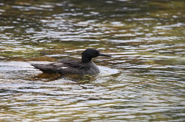 Braziliaanse Zaagbek, Brazilian Merganser, Mergus octosetaceus