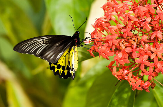 Borneo Birdwing, Troides andromache