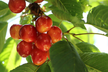 Cherry branch. Yellow and red ripe cherries.