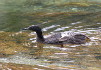 Braziliaanse Zaagbek, Brazilian Merganser, Mergus octosetaceus
