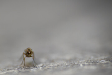 Fliege