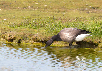Dark-bellied Brent Goose, Branta bernicla