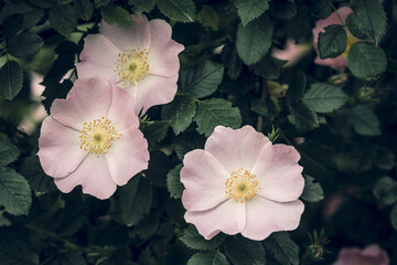 Rosa Canina also known as the Dog Rose   spring flowering