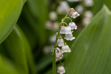 White lily of the valley flower. Detailed macro view.