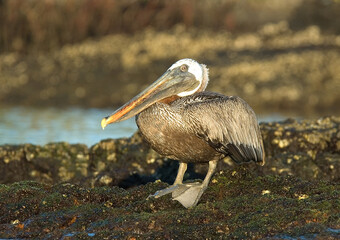 Brown Pelican, Bruine Pelikaan, Pelecanus occidentalis