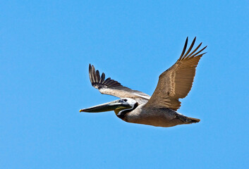 Bruine Pelikaan; Brown Pelican; Pelecanus occidentalis