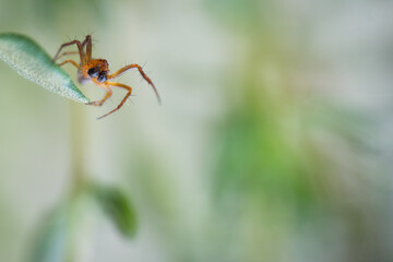 Spinne