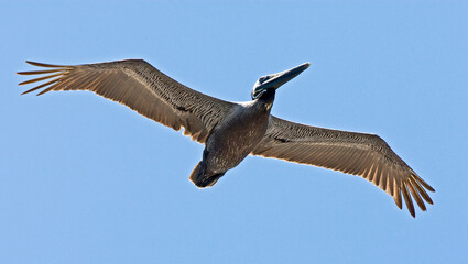 Bruine Pelikaan; Brown Pelican; Pelecanus occidentalis