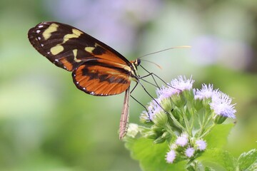 butterfly on flower