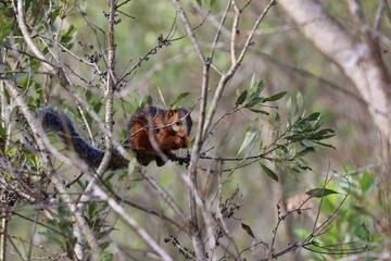 squirrel on a tree