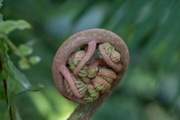 変った花

