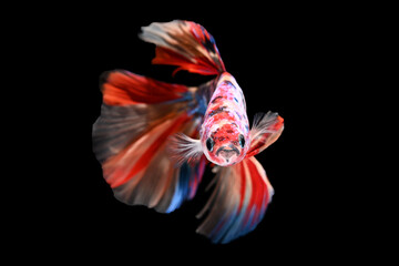 Obraz na płótnie Canvas Betta, Various Color size and Gender Cupang, Siamese Fighting, Fish Red Galaxy, Half Moon 