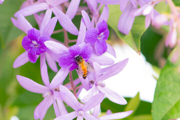 Close up Bee on lilac flowers