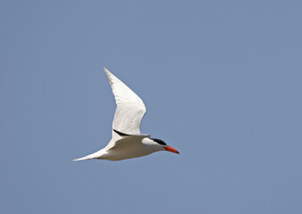 Caspian Tern,  Hydroprogne caspia