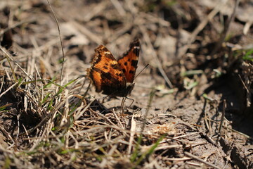 butterfly on flower