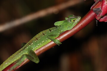 basilisk lizard on a tree