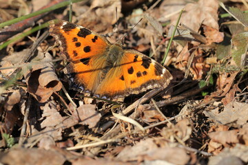butterfly on the ground