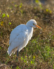 Koereiger, Cattle Egret, Bubulcus ibis