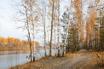 birch grove by the lake in autumn at dawn