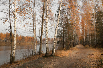 birch grove by the lake in autumn at dawn