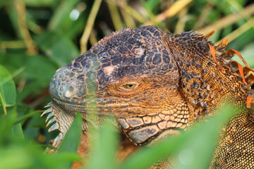 close up of a green iguana