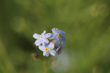 forget me not flowers