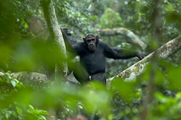 Chimpansee, Chimpanzee, Pan troglodytes