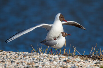Lachmöwen (Larus ridibundus) bei der Paarung