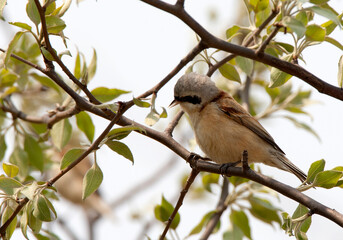 Chinese Buidelmees, Chinese Penduline-Tit, Remiz consobrinus